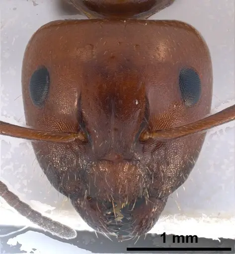 Camponotus lateralis specimen ANTWEB1038014 image antweb1038014_1
