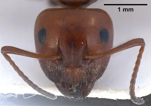 Camponotus lateralis specimen ANTWEB1038014 image antweb1038014_2