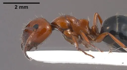 Camponotus lateralis specimen ANTWEB1038014 image antweb1038014_3