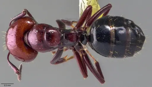 Camponotus lateralis specimen ANTWEB1060052 image antweb1060052_1
