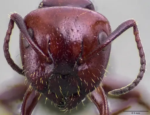 Camponotus lateralis specimen ANTWEB1060052 image antweb1060052_2