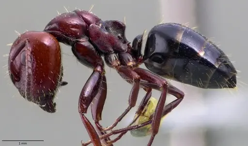 Camponotus lateralis specimen ANTWEB1060052 image antweb1060052_3