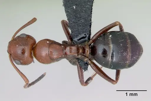 Camponotus lateralis specimen CASENT0080857 image casent0080857_1