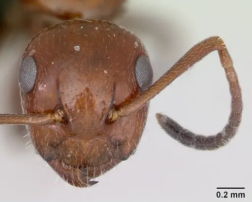 Camponotus lateralis specimen CASENT0080857 image casent0080857_2