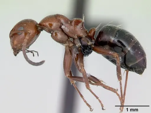 Camponotus lateralis specimen CASENT0080857 image casent0080857_3
