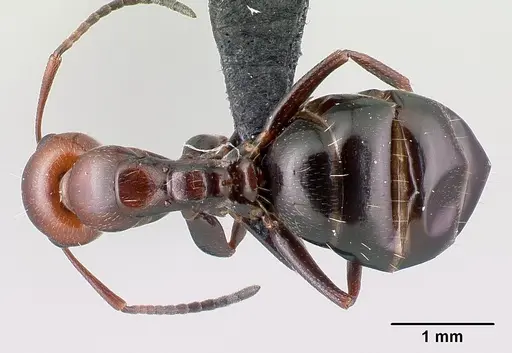Camponotus lateralis specimen CASENT0179871 image casent0179871_1