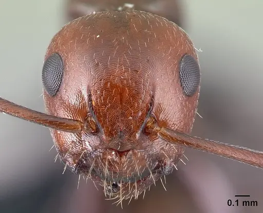 Camponotus lateralis specimen CASENT0179871 image casent0179871_2