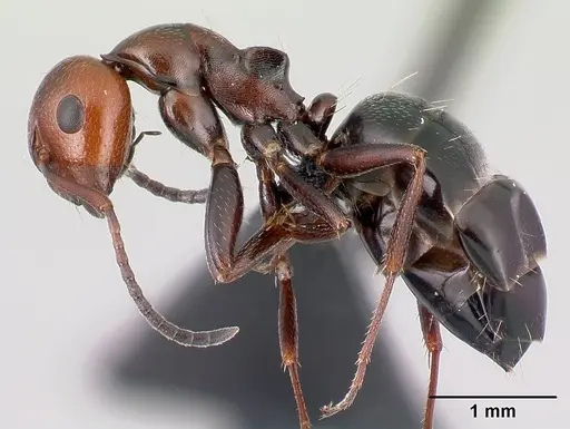 Camponotus lateralis specimen CASENT0179871 image casent0179871_3