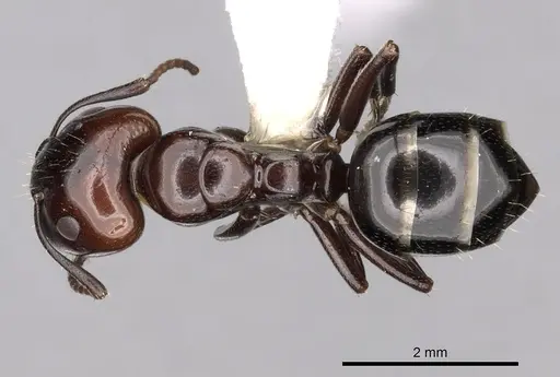 Camponotus lateralis specimen CASENT0249989 image casent0249989_1
