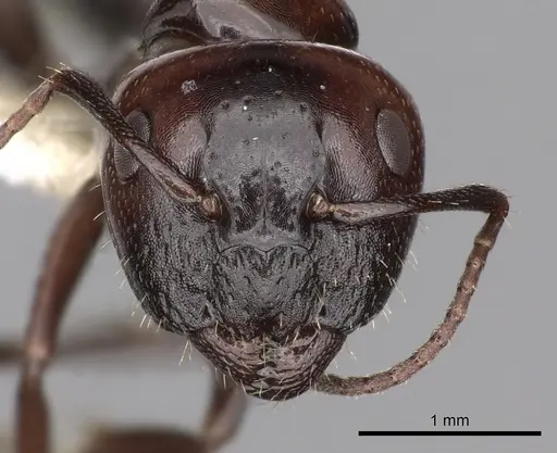 Camponotus lateralis specimen CASENT0249989 image casent0249989_2