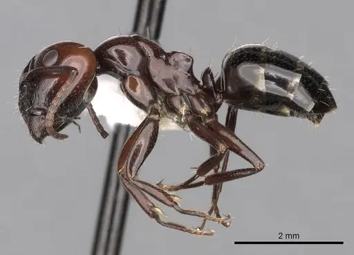 Camponotus lateralis specimen CASENT0249989 image casent0249989_3