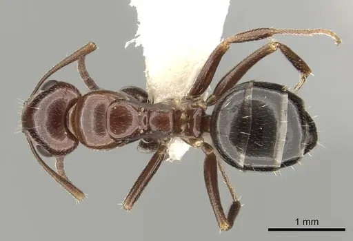 Camponotus lateralis specimen CASENT0249990 image casent0249990_1