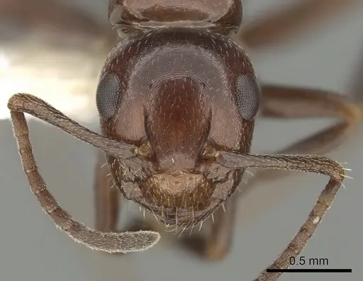 Camponotus lateralis specimen CASENT0249990 image casent0249990_2
