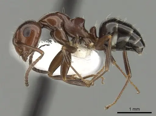 Camponotus lateralis specimen CASENT0249990 image casent0249990_3