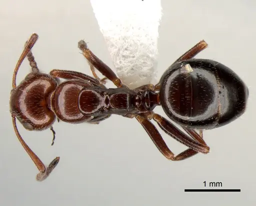 Camponotus lateralis specimen CASENT0882005 image casent0882005_1
