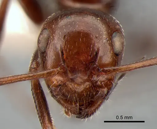 Camponotus lateralis specimen CASENT0882005 image casent0882005_2