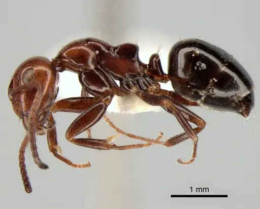 Camponotus lateralis specimen CASENT0882005 image casent0882005_3