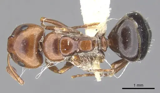 Camponotus lateralis specimen CASENT0903594 image casent0903594_1