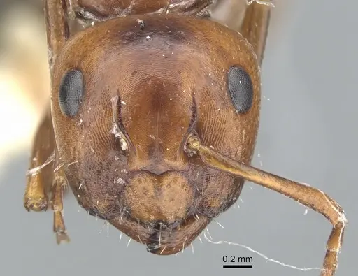 Camponotus lateralis specimen CASENT0903594 image casent0903594_2