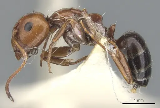 Camponotus lateralis specimen CASENT0903594 image casent0903594_3