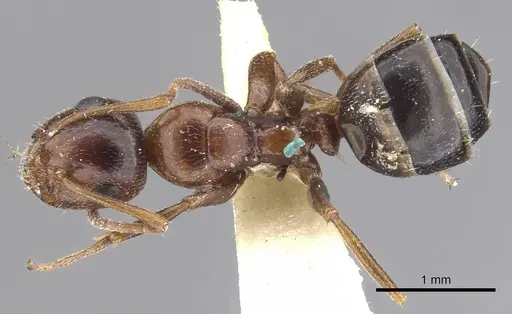 Camponotus lateralis specimen CASENT0903595 image casent0903595_1