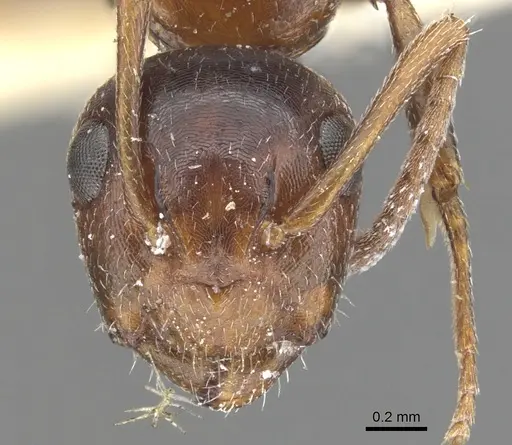 Camponotus lateralis specimen CASENT0903595 image casent0903595_2