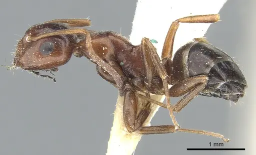 Camponotus lateralis specimen CASENT0903595 image casent0903595_3