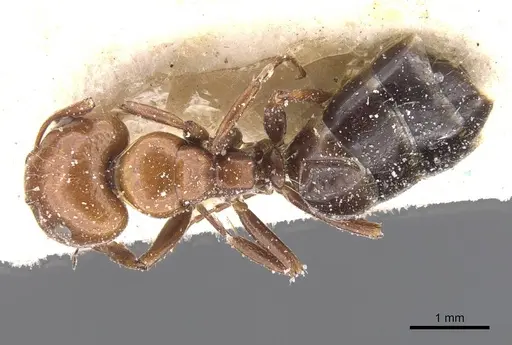 Camponotus lateralis specimen CASENT0911698 image casent0911698_1