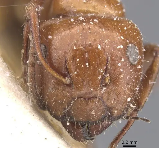 Camponotus lateralis specimen CASENT0911698 image casent0911698_2