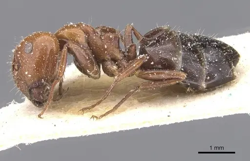 Camponotus lateralis specimen CASENT0911698 image casent0911698_3