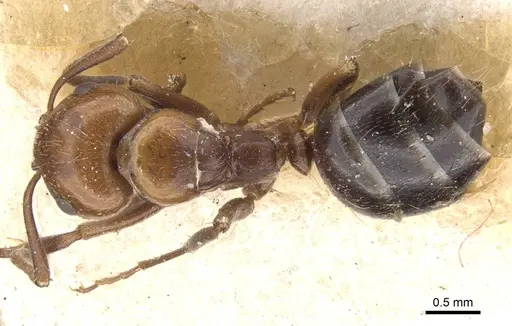 Camponotus lateralis specimen CASENT0911699 image casent0911699_1