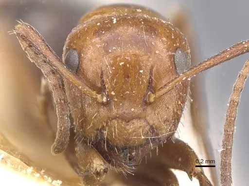 Camponotus lateralis specimen CASENT0911699 image casent0911699_2