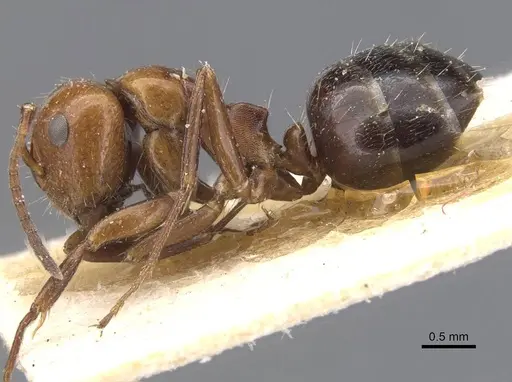 Camponotus lateralis specimen CASENT0911699 image casent0911699_3