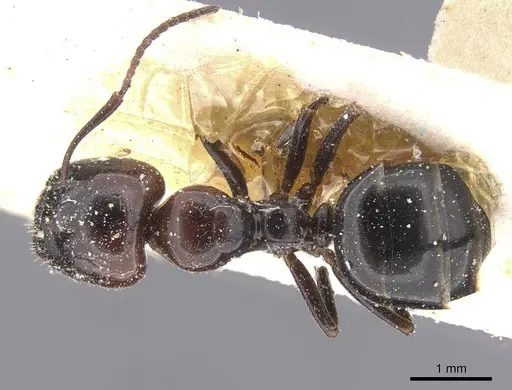 Camponotus lateralis specimen CASENT0912190 image casent0912190_1