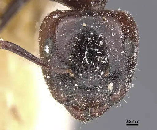 Camponotus lateralis specimen CASENT0912190 image casent0912190_2