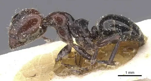 Camponotus lateralis specimen CASENT0912190 image casent0912190_3