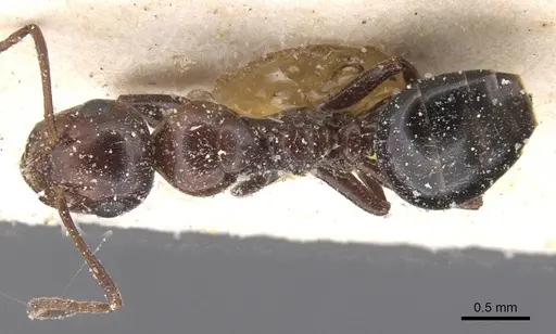 Camponotus lateralis specimen CASENT0912191 image casent0912191_1