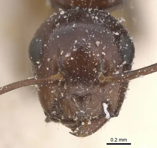 Camponotus lateralis specimen CASENT0912191 image casent0912191_2