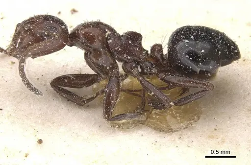 Camponotus lateralis specimen CASENT0912191 image casent0912191_3