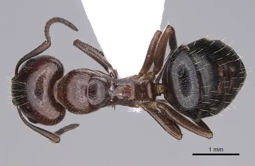 Camponotus lateralis specimen CASENT0914262 image casent0914262_1