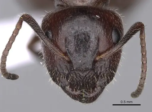 Camponotus lateralis specimen CASENT0914262 image casent0914262_2