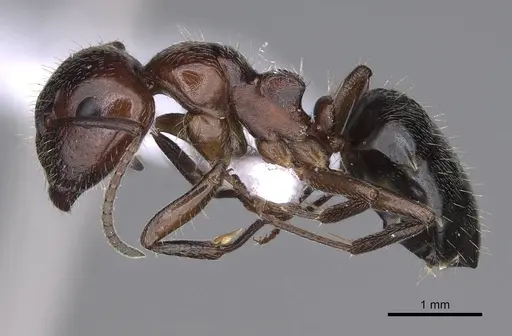 Camponotus lateralis specimen CASENT0914262 image casent0914262_3