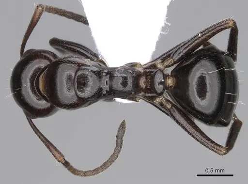 Camponotus lateralis specimen CASENT0914265 image casent0914265_1