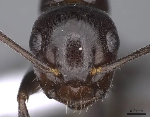 Camponotus lateralis specimen CASENT0914265 image casent0914265_2