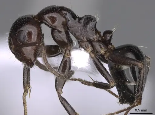 Camponotus lateralis specimen CASENT0914265 image casent0914265_3