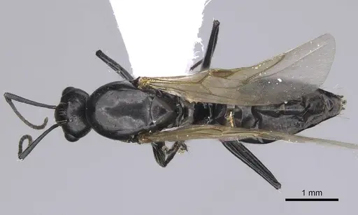 Camponotus lateralis specimen CASENT0914266 image casent0914266_1