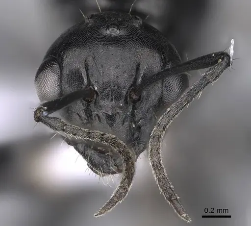 Camponotus lateralis specimen CASENT0914266 image casent0914266_2