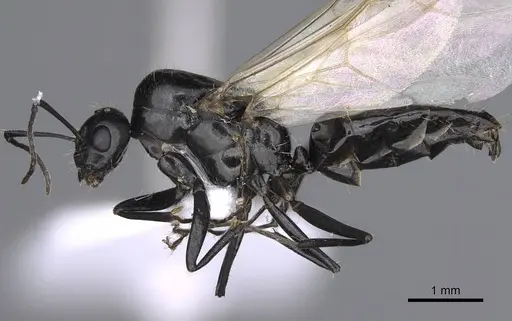 Camponotus lateralis specimen CASENT0914266 image casent0914266_3