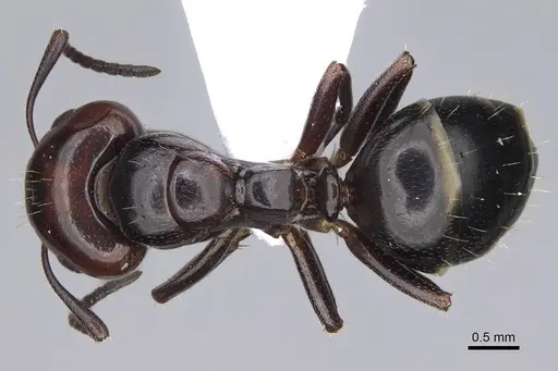 Camponotus lateralis specimen CASENT0914267 image casent0914267_1