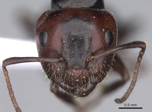 Camponotus lateralis specimen CASENT0914267 image casent0914267_2